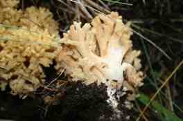 ramaria sanguinea.jpg