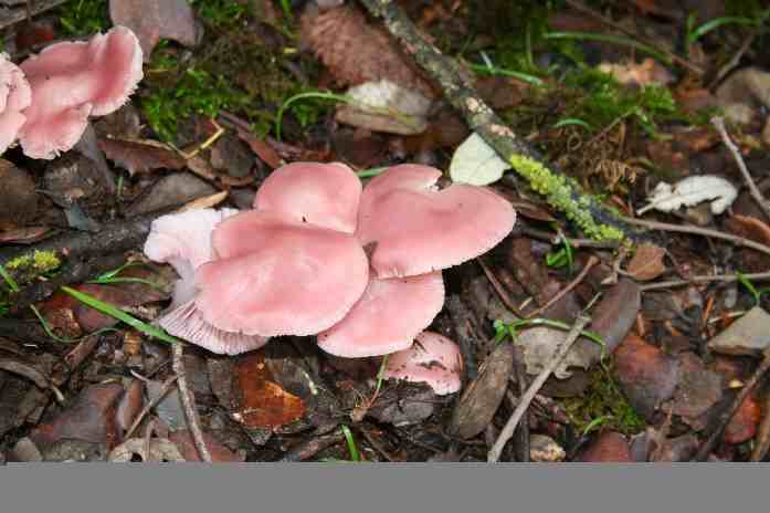 Hygrocybe calyptriformis..jpg