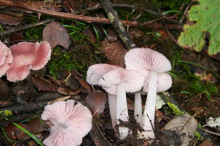 Hygrocybe calyptriformis.jpg