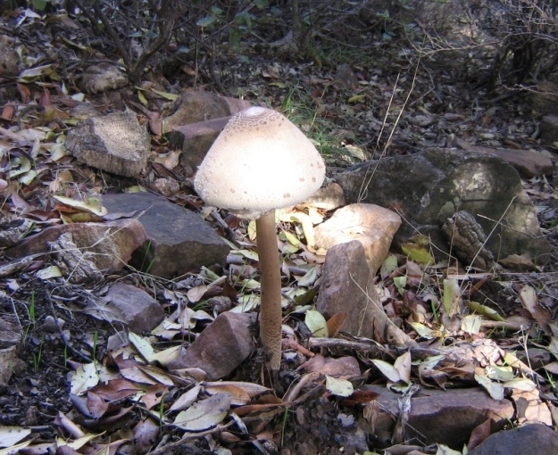 Macrolepiota sp..JPG