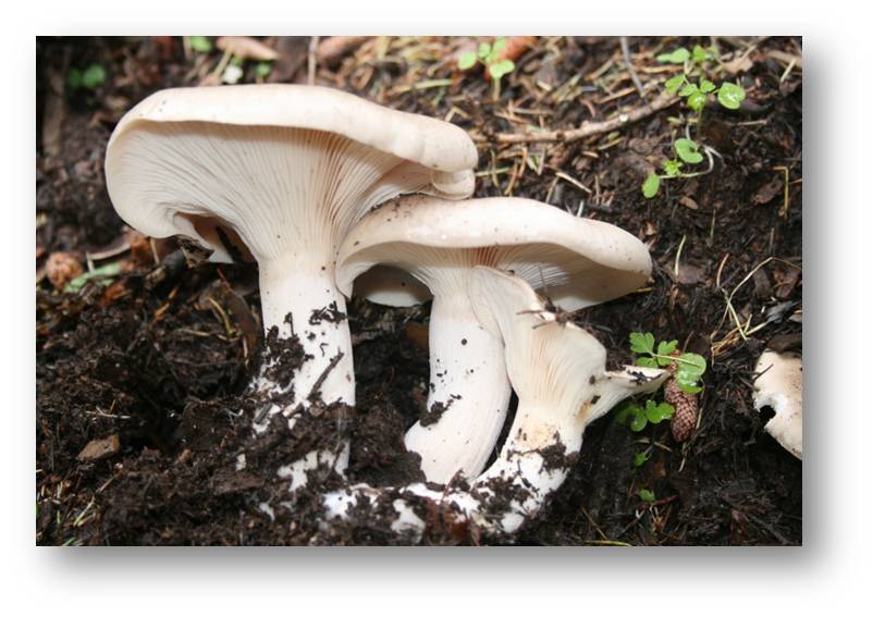 Clitocybe.jpg