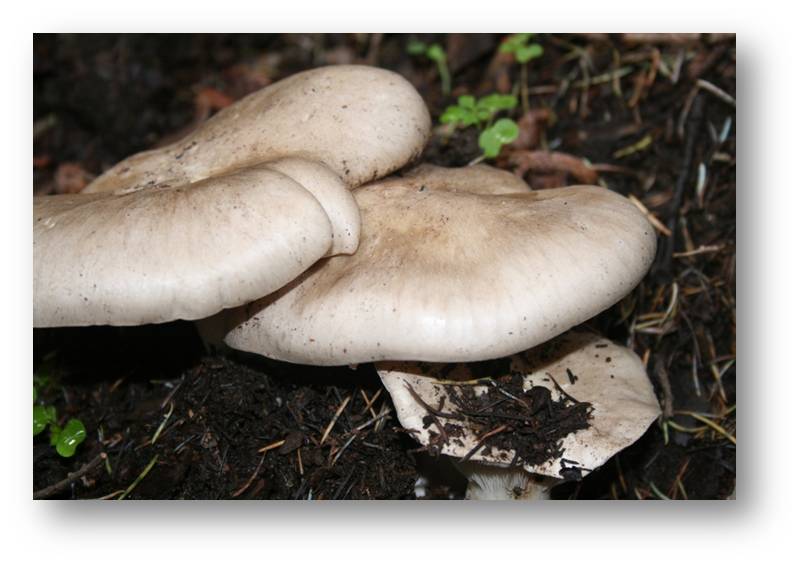 clitocybe1.jpg