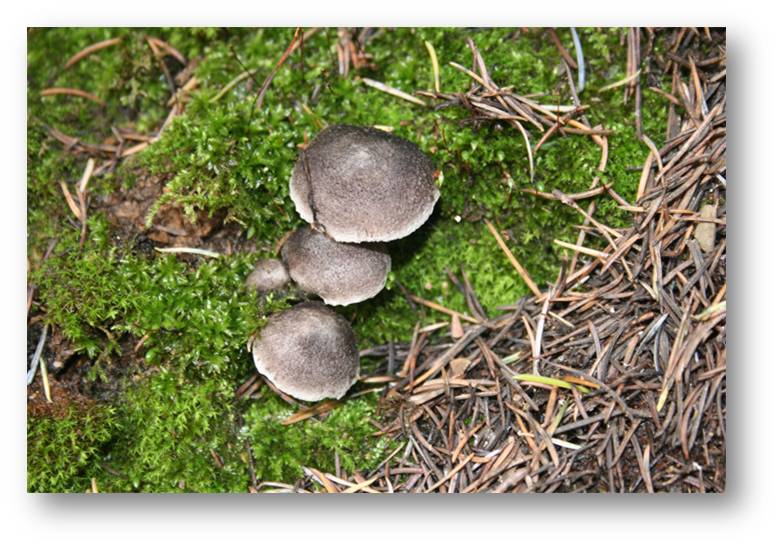 Tricholoma terreum.jpg