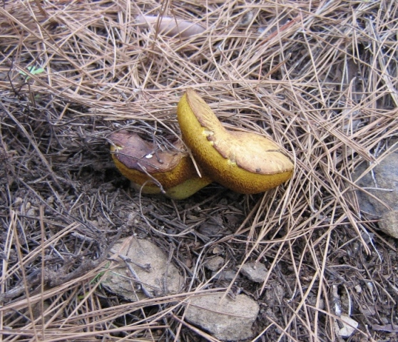 Boletus sp.3.JPG