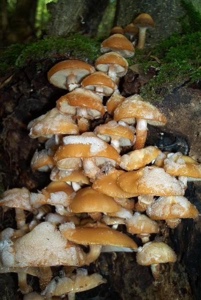 kuehneromyces mutubilis-redim600.jpg