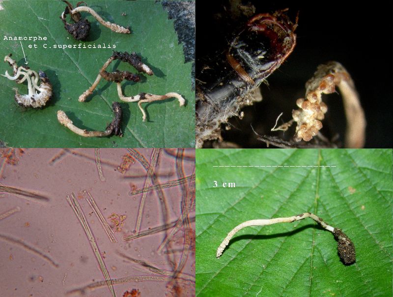 C.superficialis et anamorphe sur Staphylinides-redim800.JPG