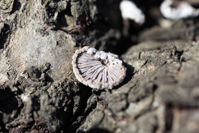 Schizophyllum comuna-3.jpg