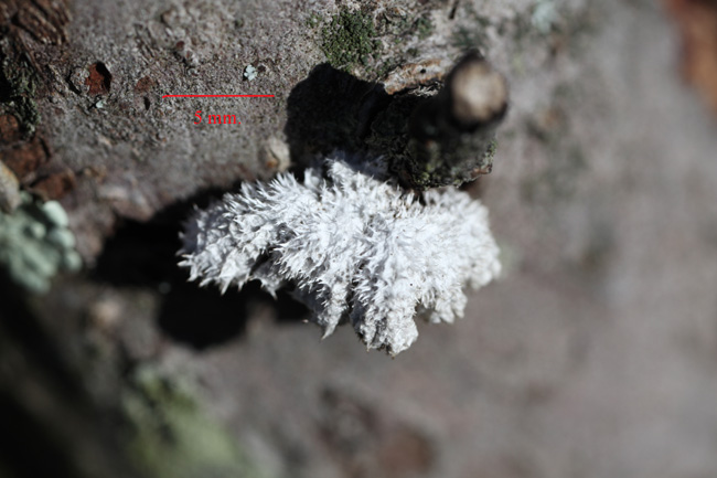 Schizophyllum comuna-2.jpg