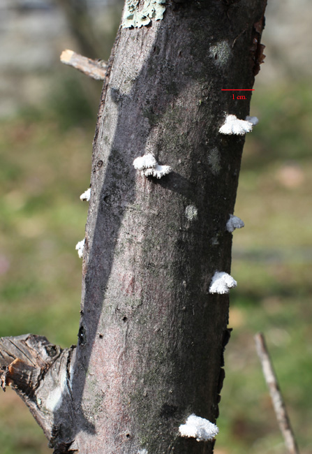 Schizophyllum comuna.jpg