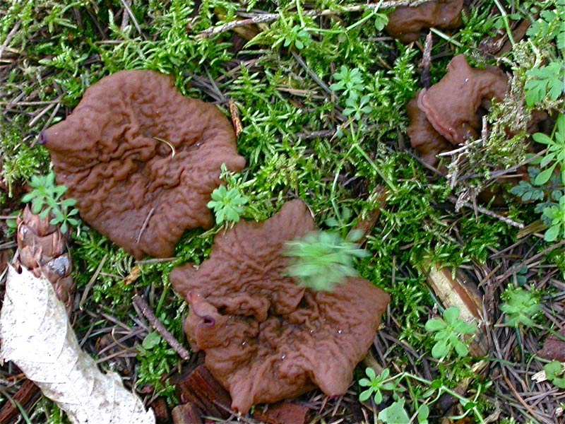 Gyromitra-perlata.jpg