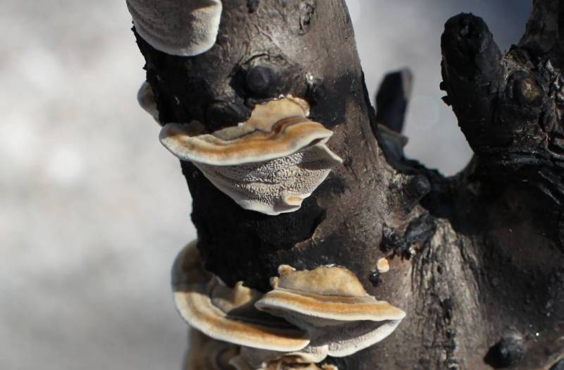 Polypore-2.jpg
