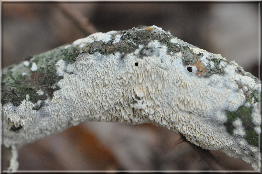 champignon sur arbre.jpg