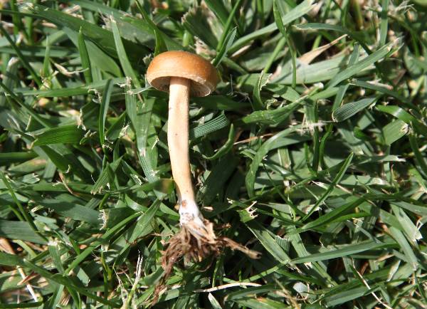 Agrocybe pediades.jpg