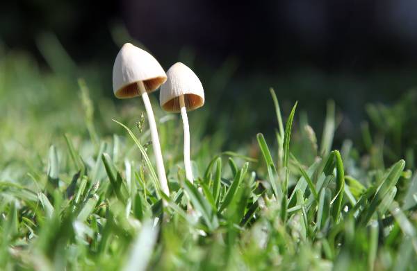 Conocybe albipes.jpg