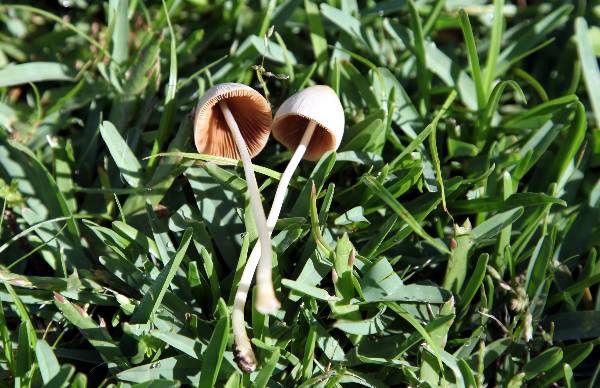 Conocybe albipes (b).jpg