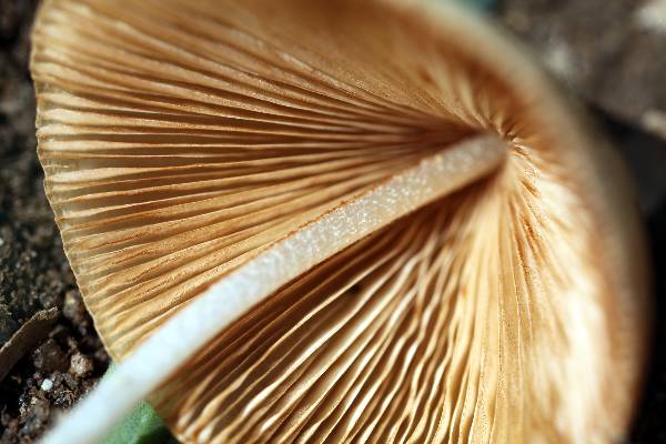 Conocybe albipes (c).jpg