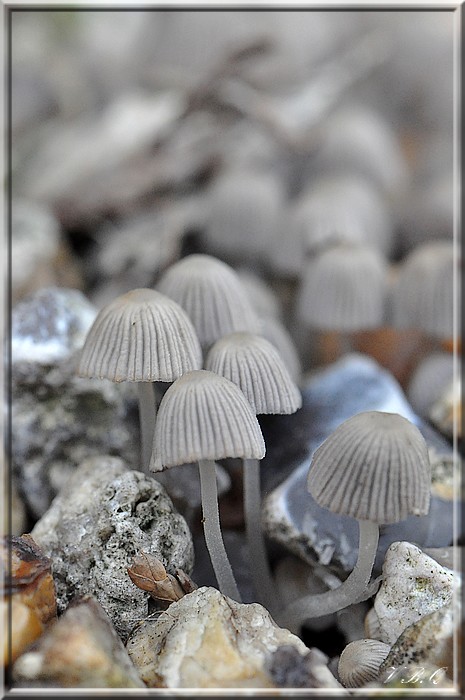 Coprinus disseminatus mycodb 2.jpg