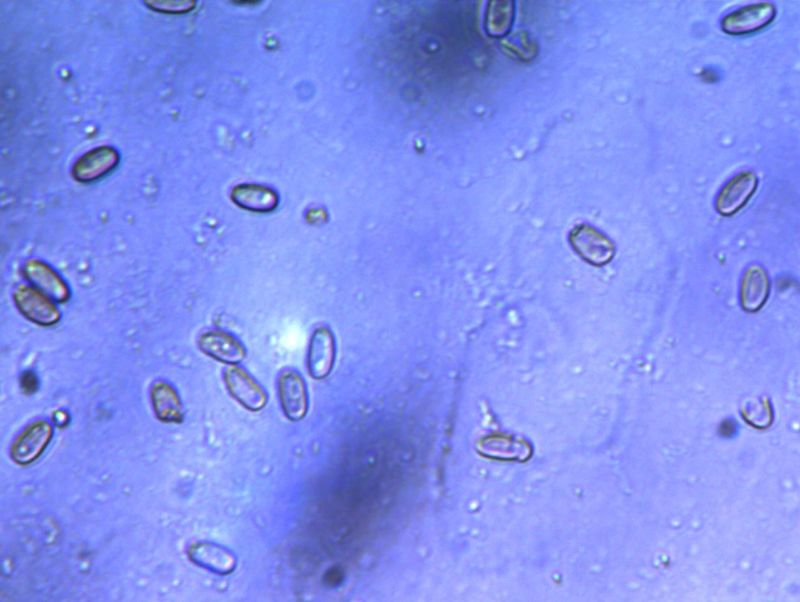 spores1-redim800.jpg