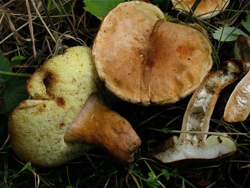 Gyroporus-castaneus.jpg