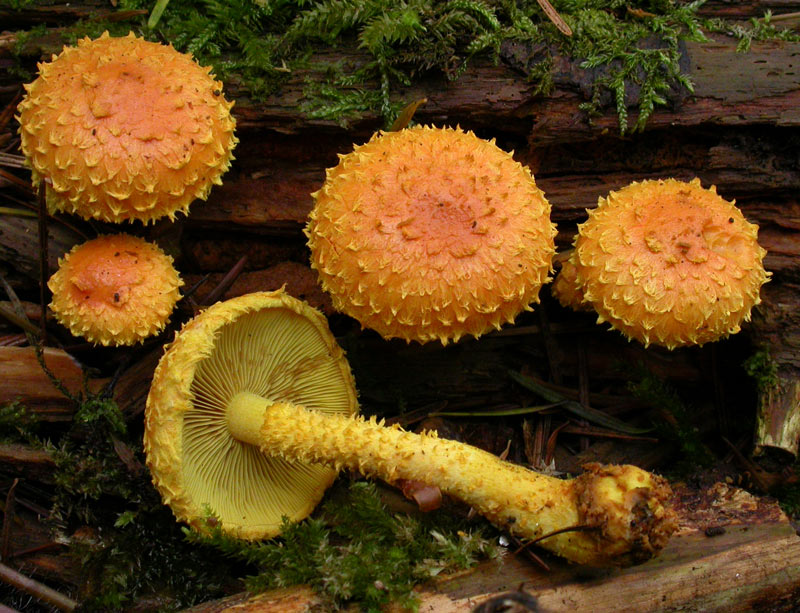 Pholiota-flammans.jpg