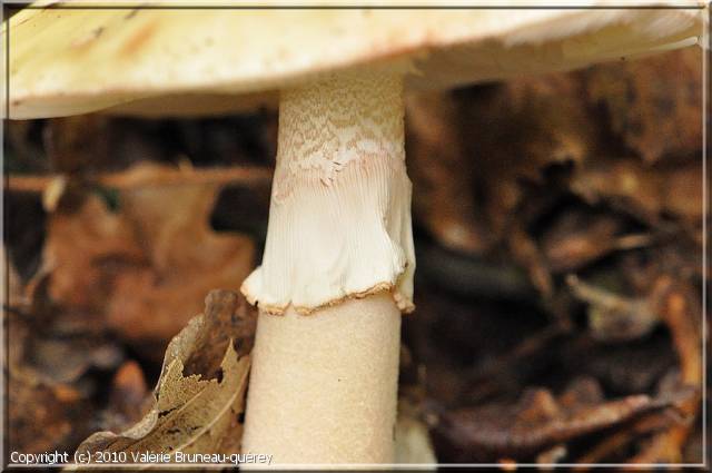 Amanita_rubescens_2010_vb_2.jpg