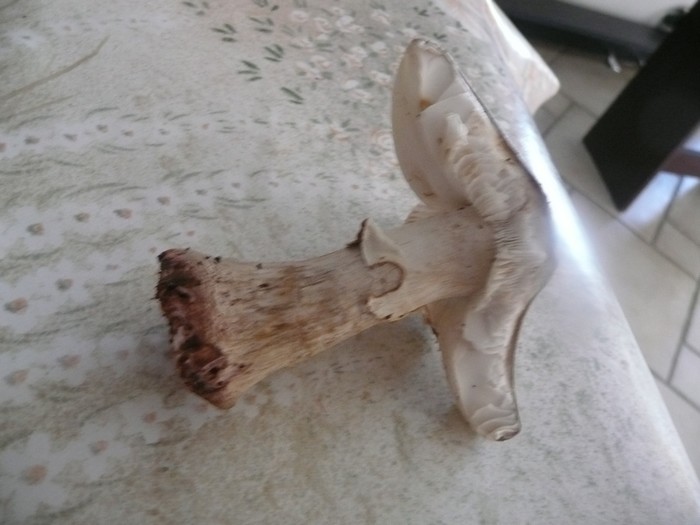 2011 08 123 champignons 002.jpg