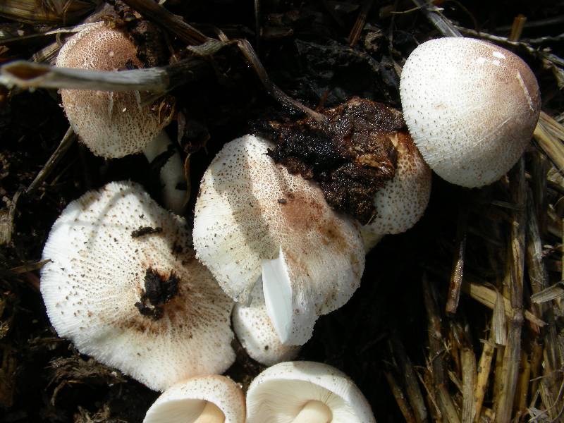 Leucoprinus pilatianus var. rimosovelatus 3 04 09 11-redim800.JPG