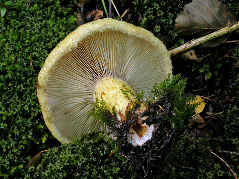 Lactarius-repraesentaneus2.jpg