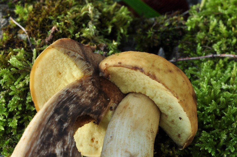 Boletus crocipodium 10.JPG