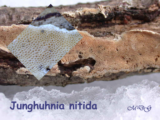 Junghuhnia nitida   16 Fev 2010 RRR002.jpg