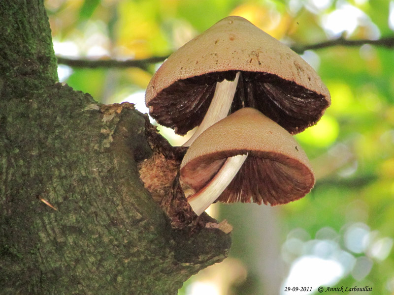 Volvariella bombycina 2011-09-29 N°08_.jpg