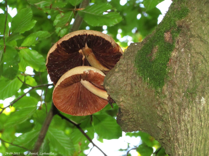 Volvariella bombycina 2011-09-29 N°06_.jpg