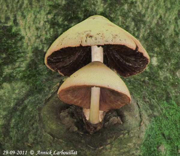 Volvariella bombycina 2011-09-29.jpg