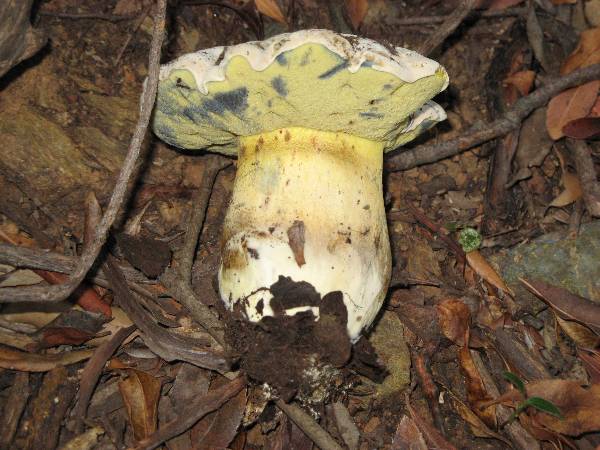 Gyroporus Cyanescens Indigotier ou bolet bleuissant IMG_1052-redim600.JPG