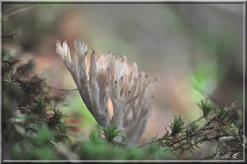 C. cinerea Valérie.jpg