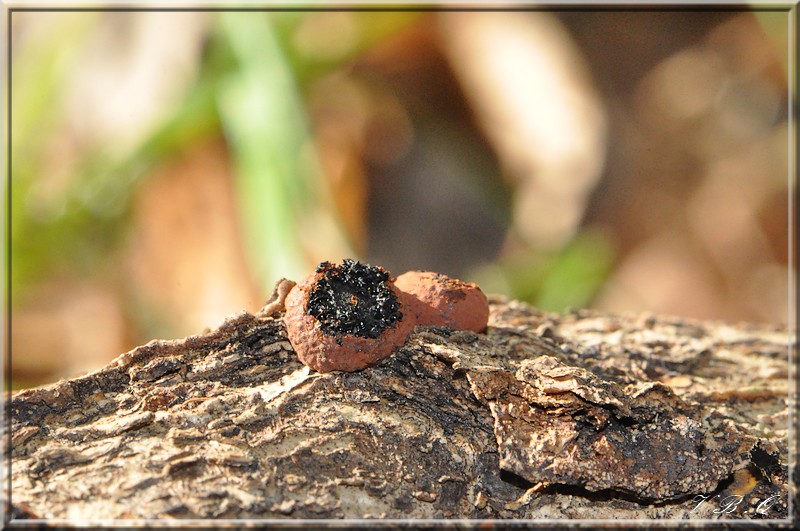 Hypoxylon fragiforme Valérie.jpg