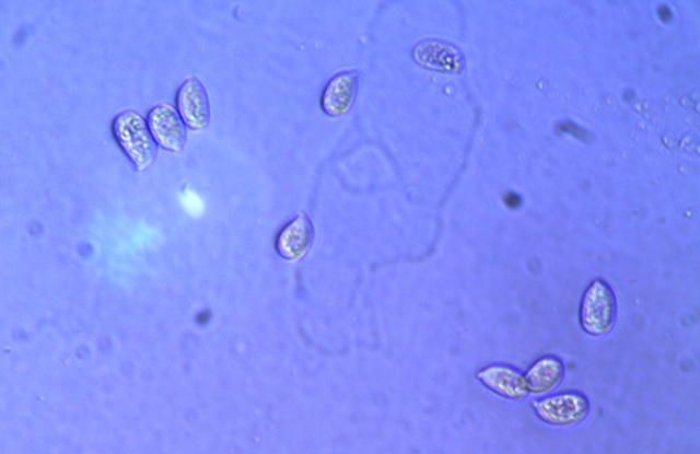 spores 10-redim640.jpg