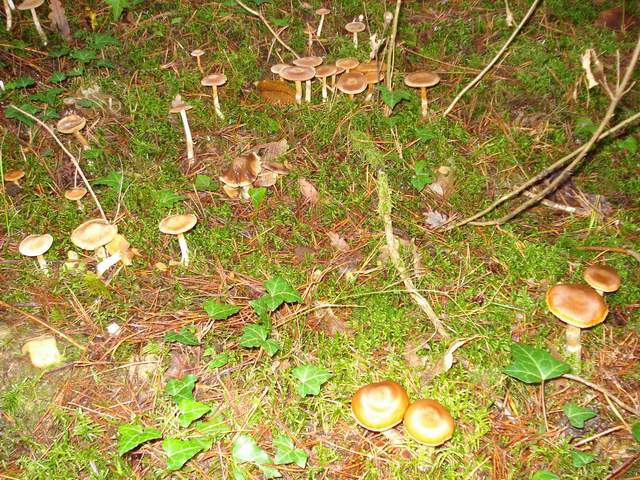 Galerina marginata 091120 DSC02604m.JPG