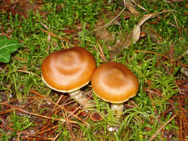 Galerina marginata 091120 DSC02605m.JPG