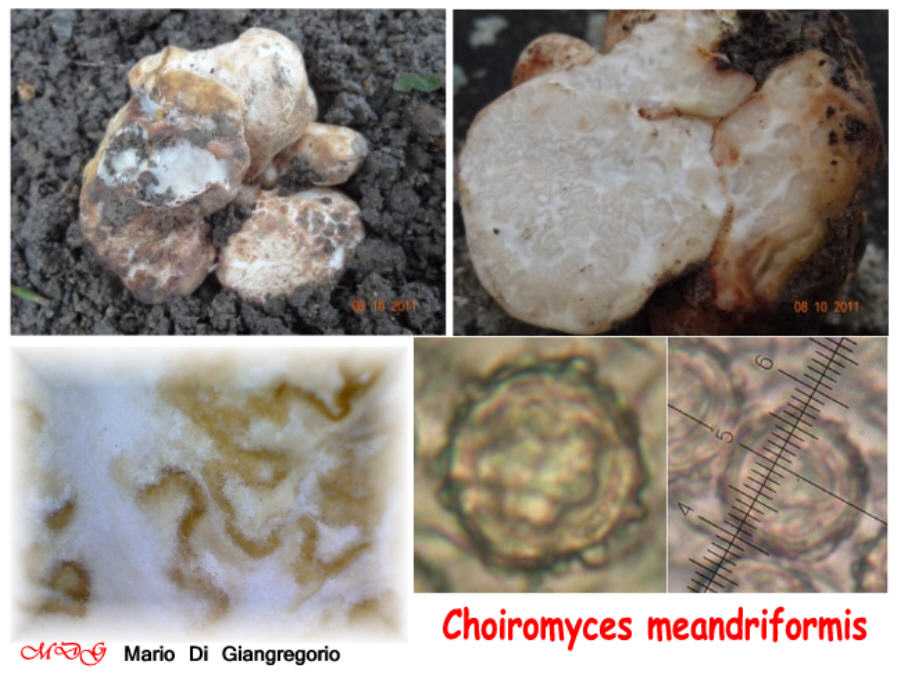 Choiromyces meandriformis  xxx001.jpg
