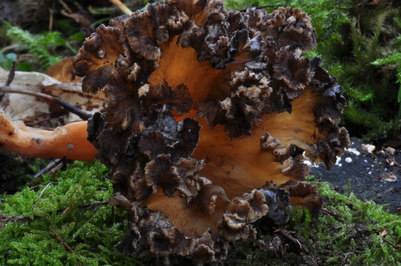 C. lutescens (frisée)-.JPG