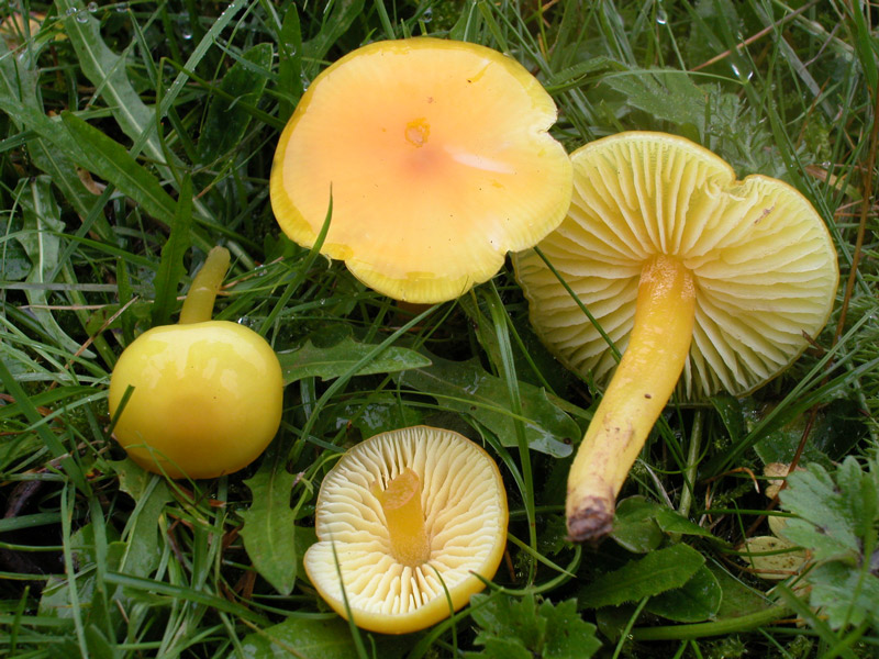 Hygrocybe.jpg