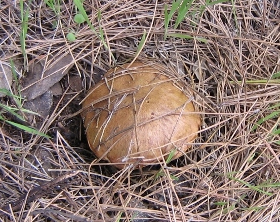 Suillus granulatus.JPG