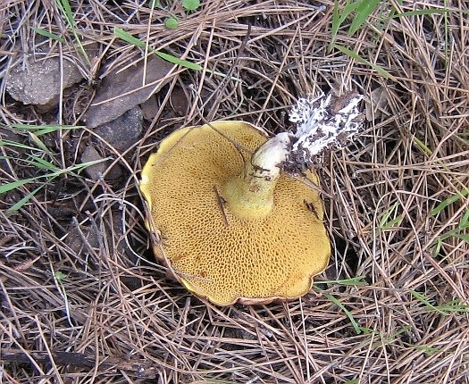 Suillus granulatus2.jpg