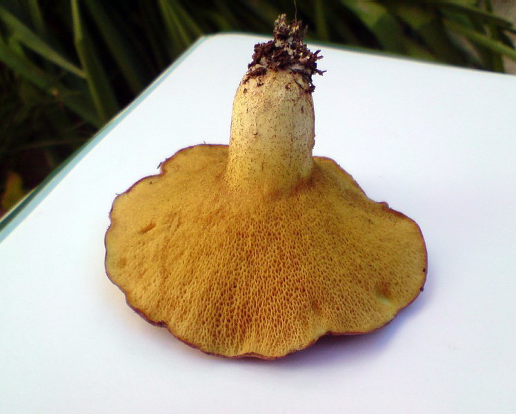 Suillus granulatus6.jpg