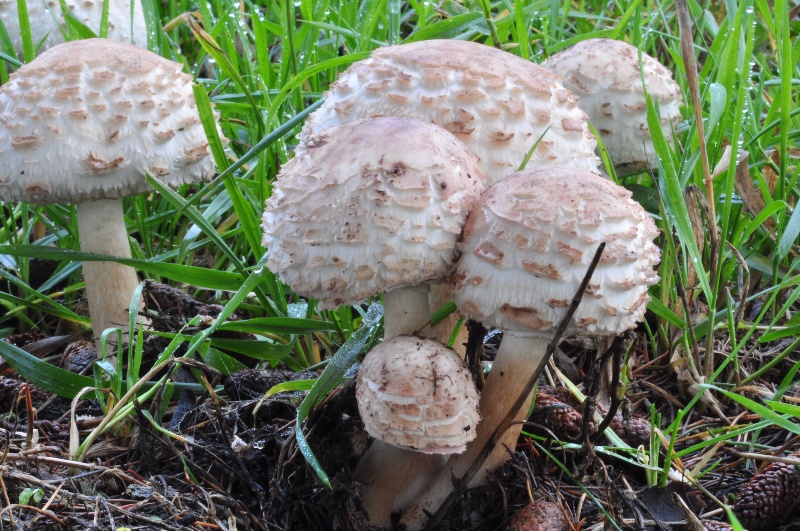 Chlorophyllum sp  3.JPG