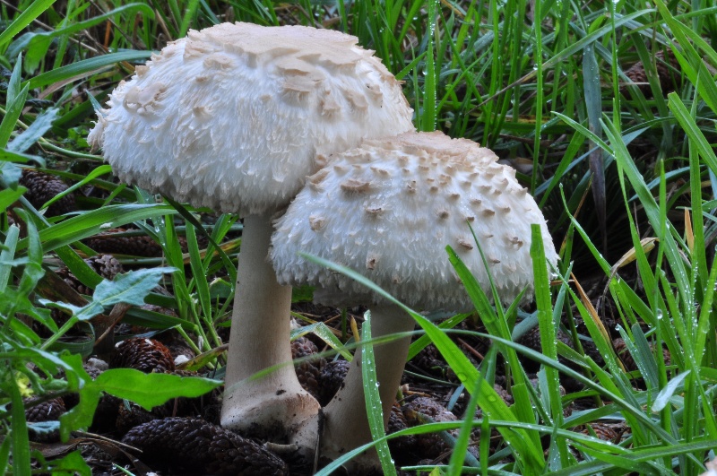 Chlorophyllum sp  2.JPG