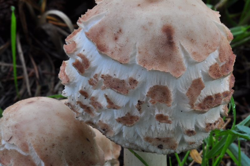 Chlorophyllum sp 1.JPG