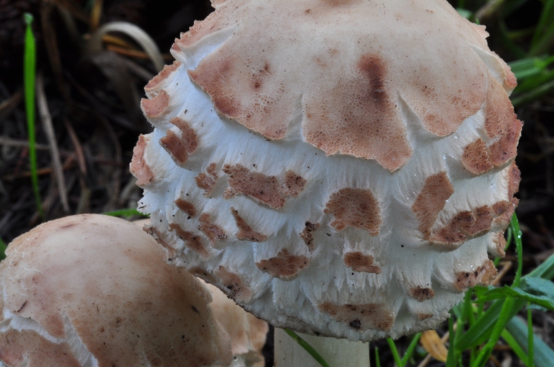 Chlorophyllum sp 1.JPG