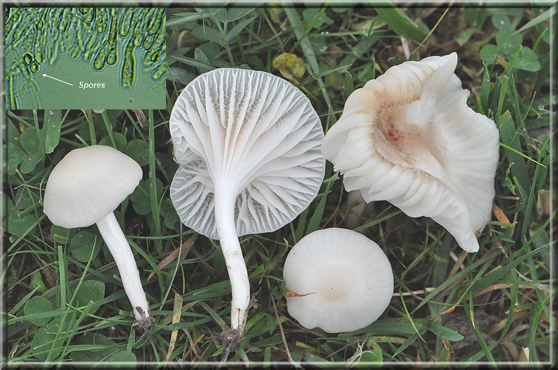 Hygrocybe virginea 071111.jpg